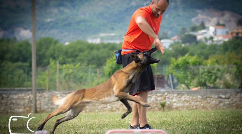 Il cane e il lavoro sul premio
