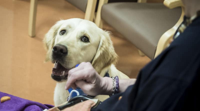 Pet Therapy e tossicodipendenza