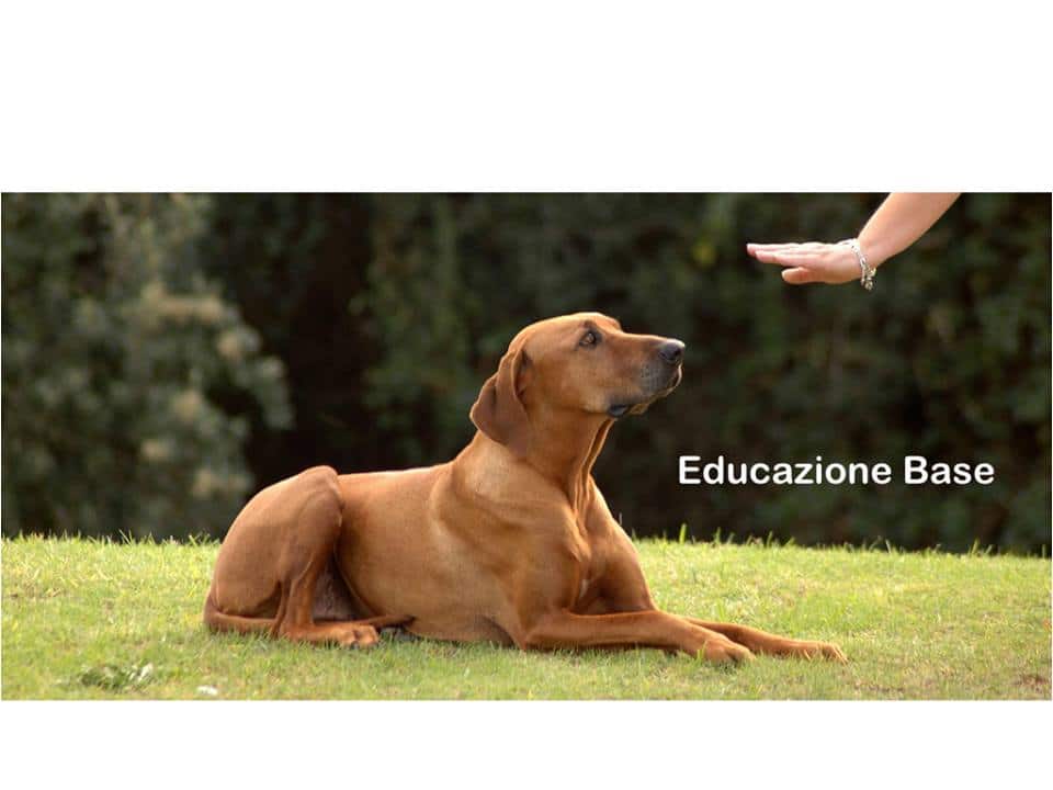 centro cinofilo educativo