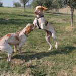 I Bracchi Bed and Breakfast in autunno