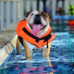 Doggy Splash