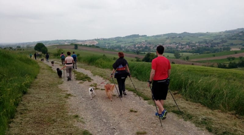 Nordic Walking Dog