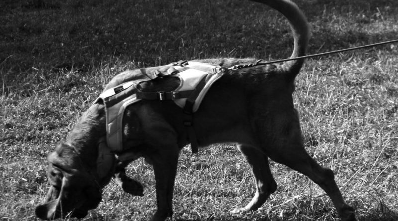 olfatto del cane