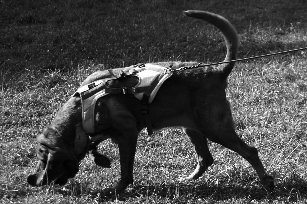 olfatto del cane