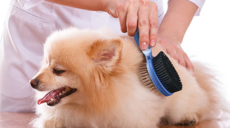 Come scegliere la spazzola per il tuo cane