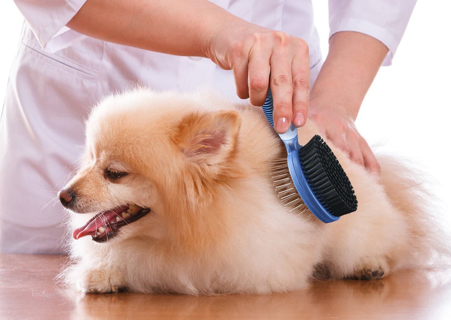 Come scegliere la spazzola per il tuo cane