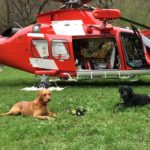 i cani da soccorso