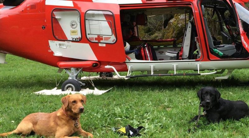 i cani da soccorso