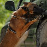 Il cane da detection e la ricerca sostanze nel settore civile