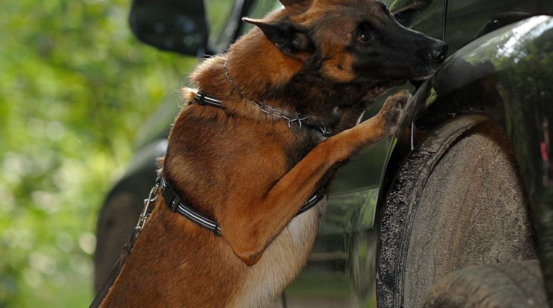 Il cane da detection e la ricerca sostanze nel settore civile