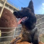 Il cane da detection