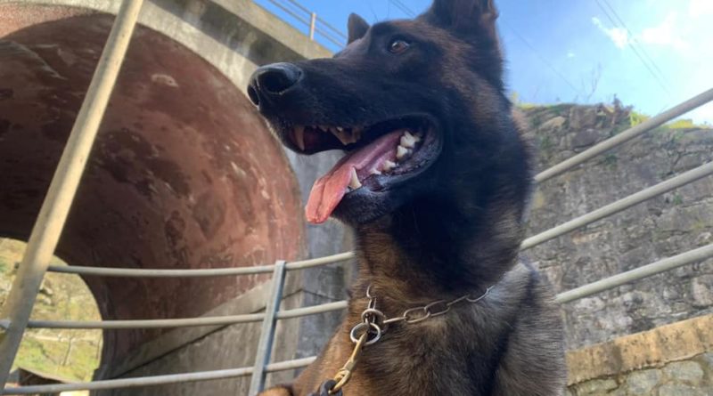 Il cane da detection