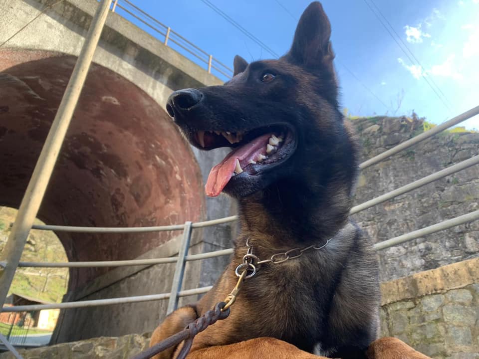 Il cane da detection