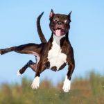 rottura del legamento crociato del cane