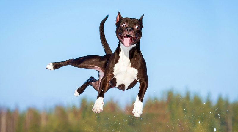 rottura del legamento crociato del cane