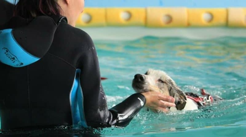 Cani e disabilità
