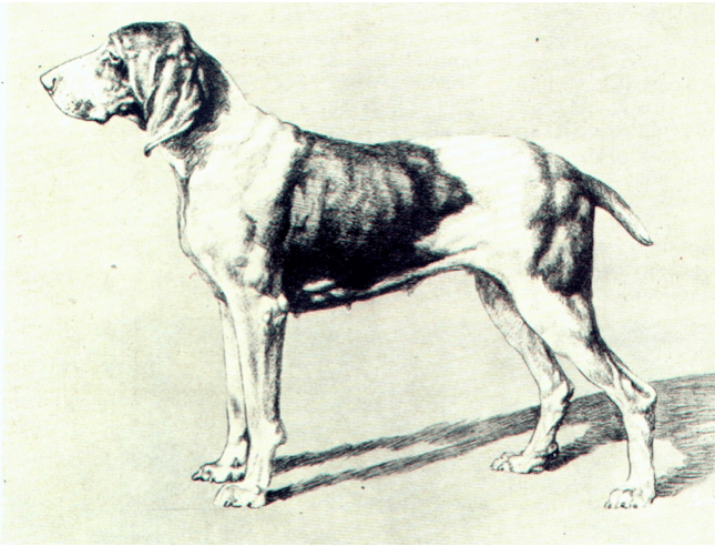 Cani da lavoro