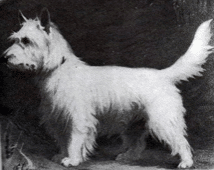 Cani da lavoro