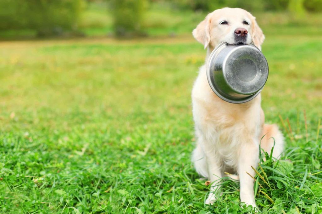 Consigli sull'alimentazione del cane