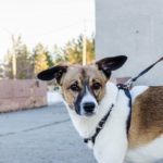Allenare il cane come stile di vita