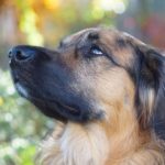 stati emotivi del cane