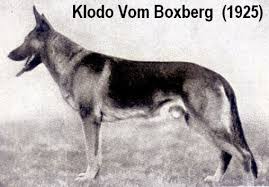 Cani da lavoro