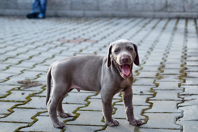 cucciolo e guinzaglio