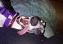 Greyhound