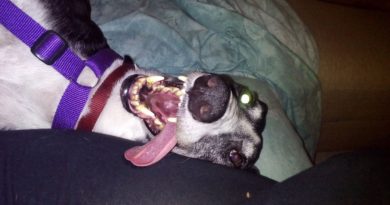 Greyhound