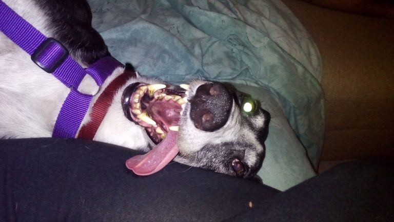 Greyhound