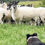 Cani da pastore e la prima esperienza sul gregge