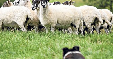 Cani da pastore e la prima esperienza sul gregge