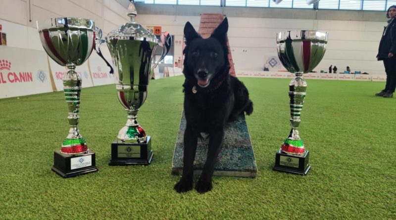 Williams Picotti e Puma i campioni assoluti di Agility