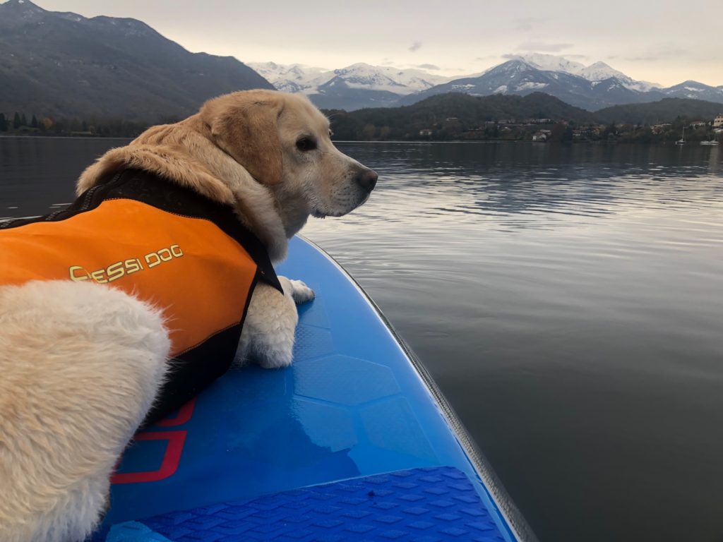 Dogsup in inverno