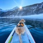 Dogsup invernale