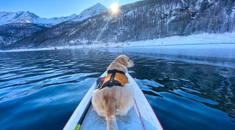 Dogsup invernale