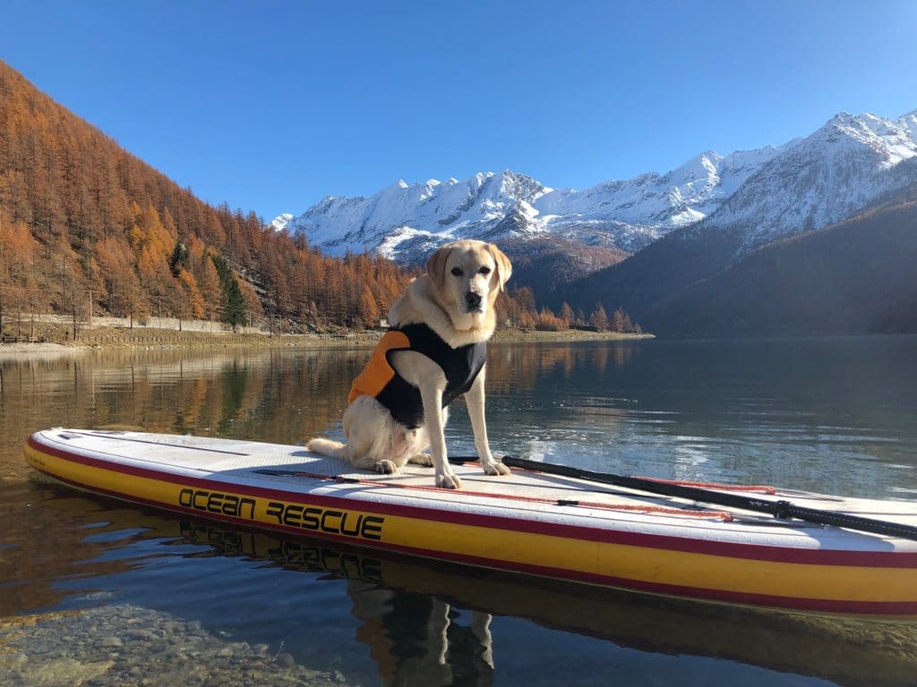 Dogsup in inverno