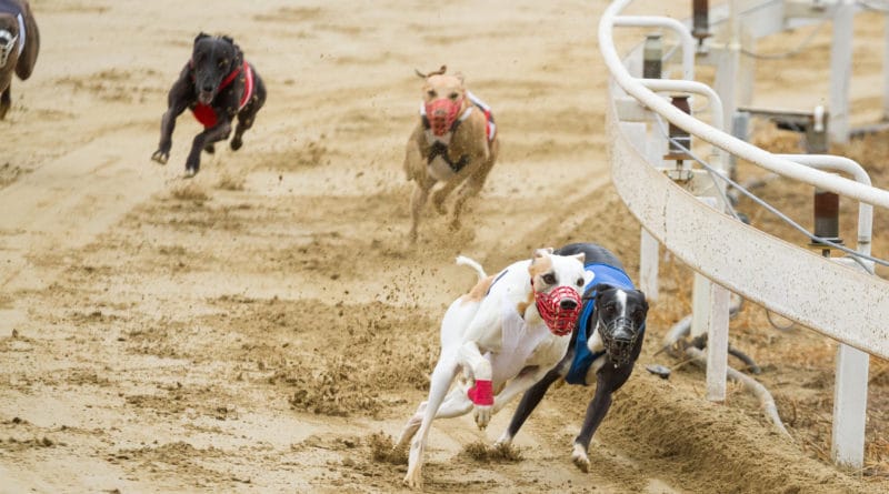 Lo sport dei levrieri: le corse e il coursing