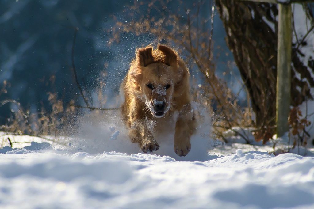 Cane da soccorso in valanga: uno stage cinofilo di formazione, composto da 4 giornate, con teoria e pratica, anche sulla neve. In Piemonte