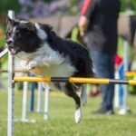 Campionato assoluto di Agility
