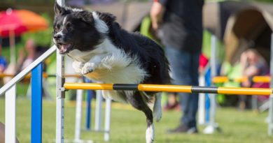 Campionato assoluto di Agility