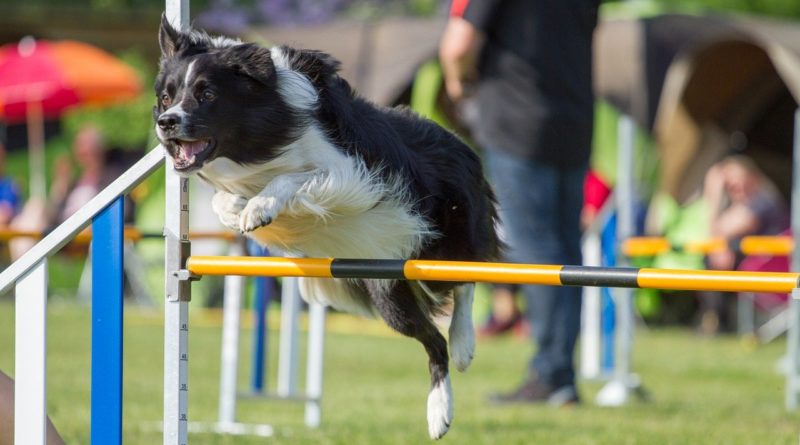 Campionato assoluto di Agility