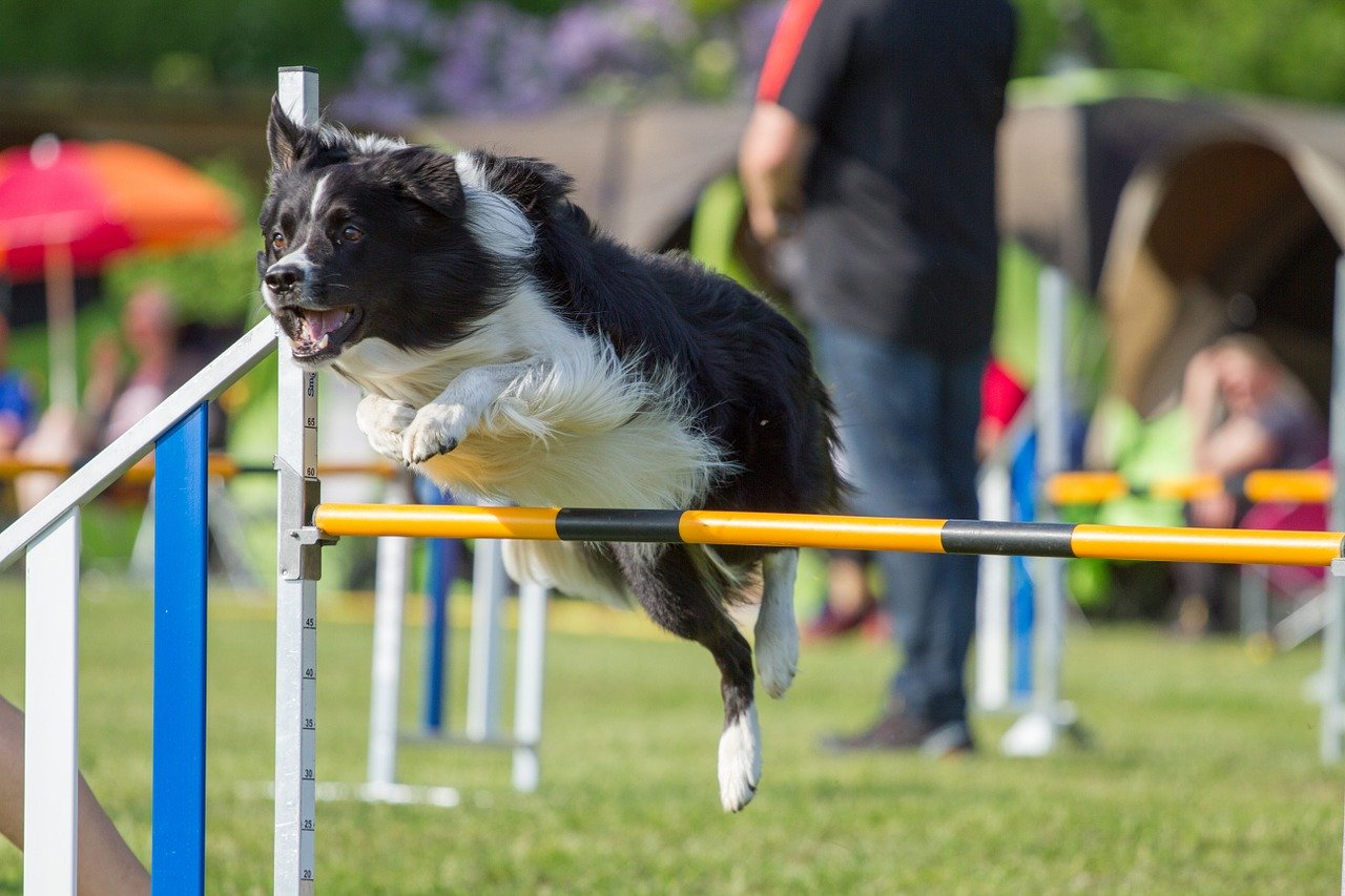 Campionato assoluto di Agility