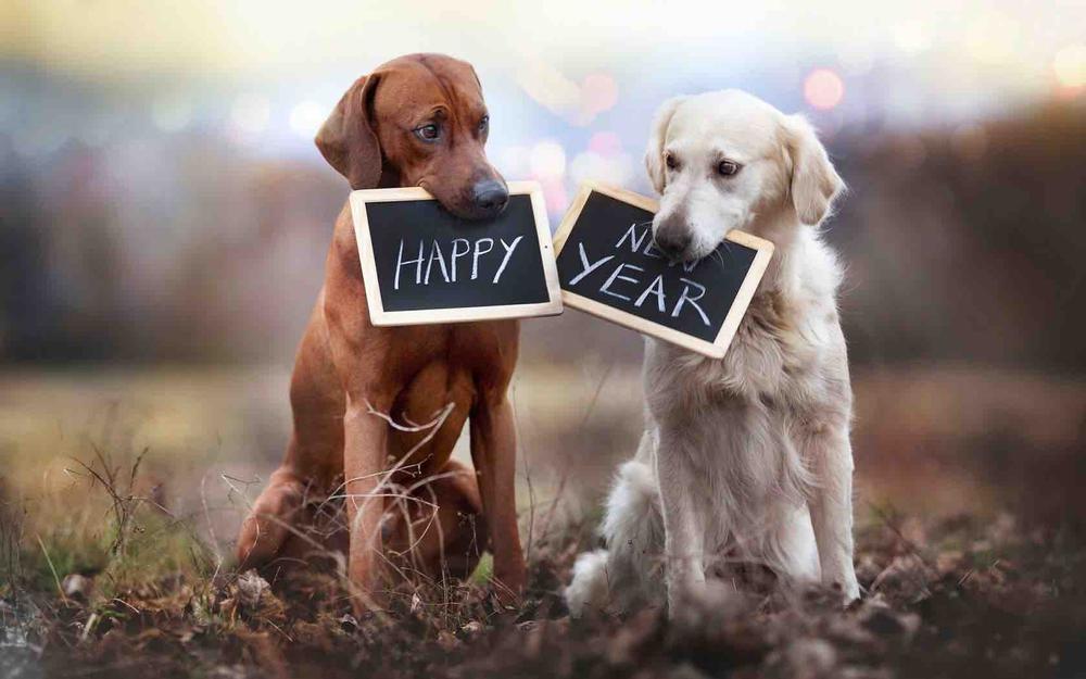 Gli italiani festeggiano la vigilia di Capodanno con il proprio cane