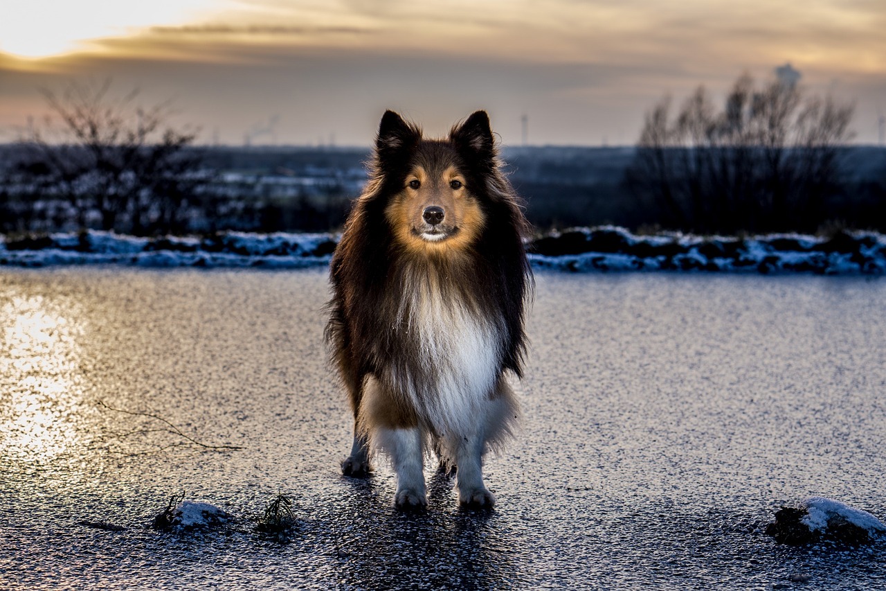 il cane e l'inverno