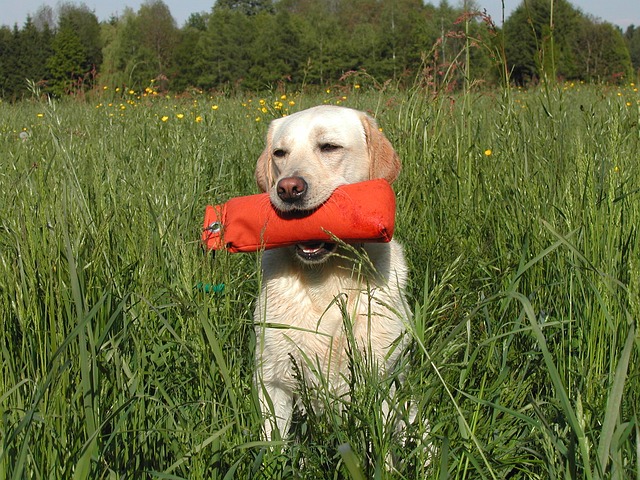 Fare sport con il cane è importante?