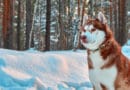 Dal “Rescue” allo “Sleddog”: l’amore per i cani da slitta.