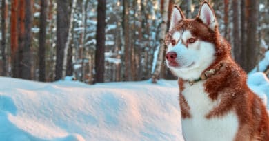 Dal “Rescue” allo “Sleddog”: l’amore per i cani da slitta.