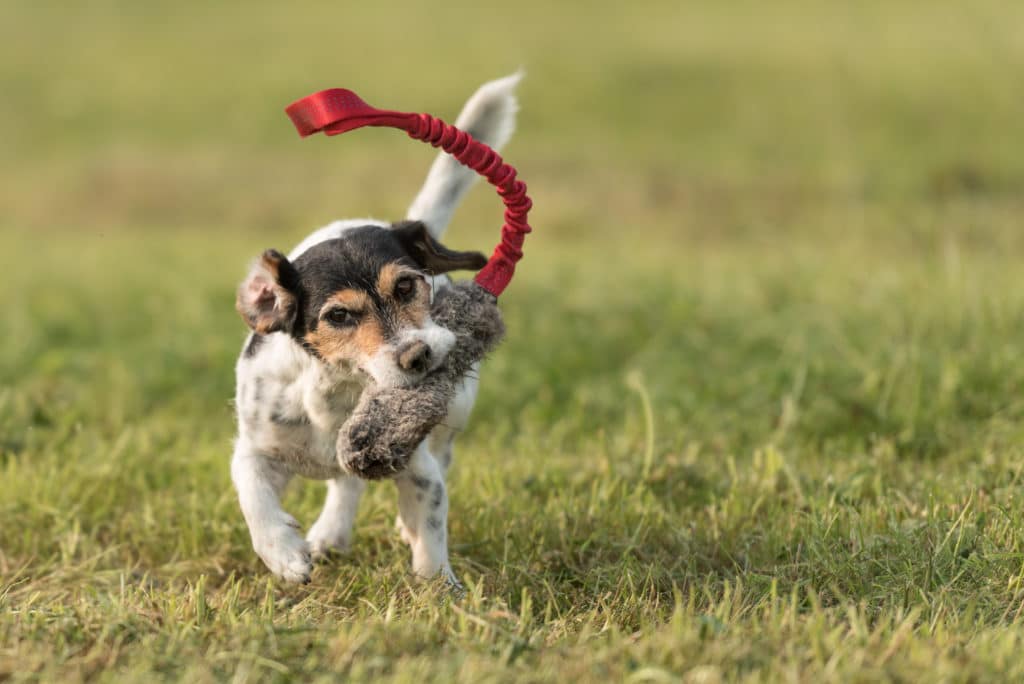 Jack Russel Terrier