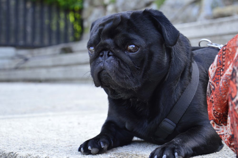 il cane Orlando